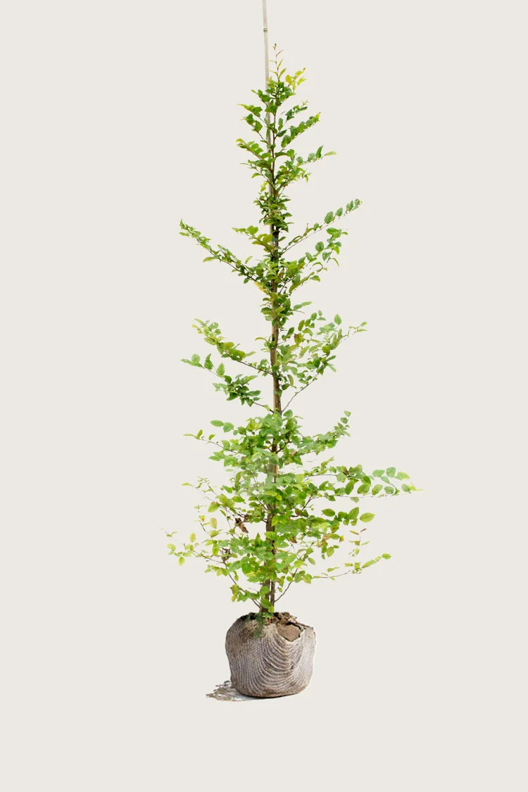 Agnbøk 350cm Velgrenet | Plantinavia