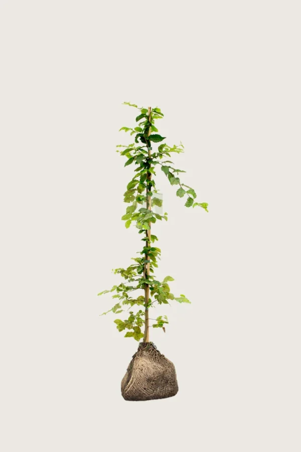 Agnbøk 80cm Velgrenet | Plantinavia
