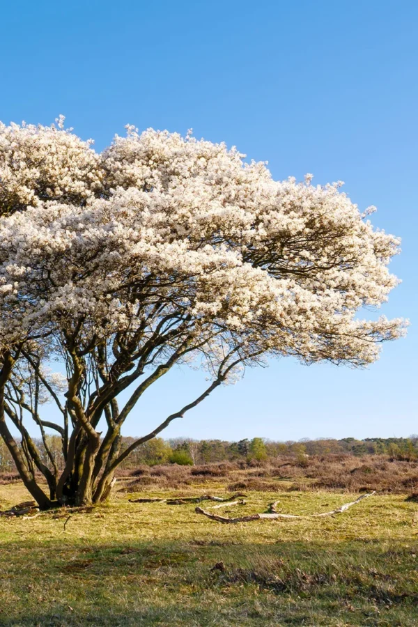 Krukke Grenet 100cm - Bilde 2