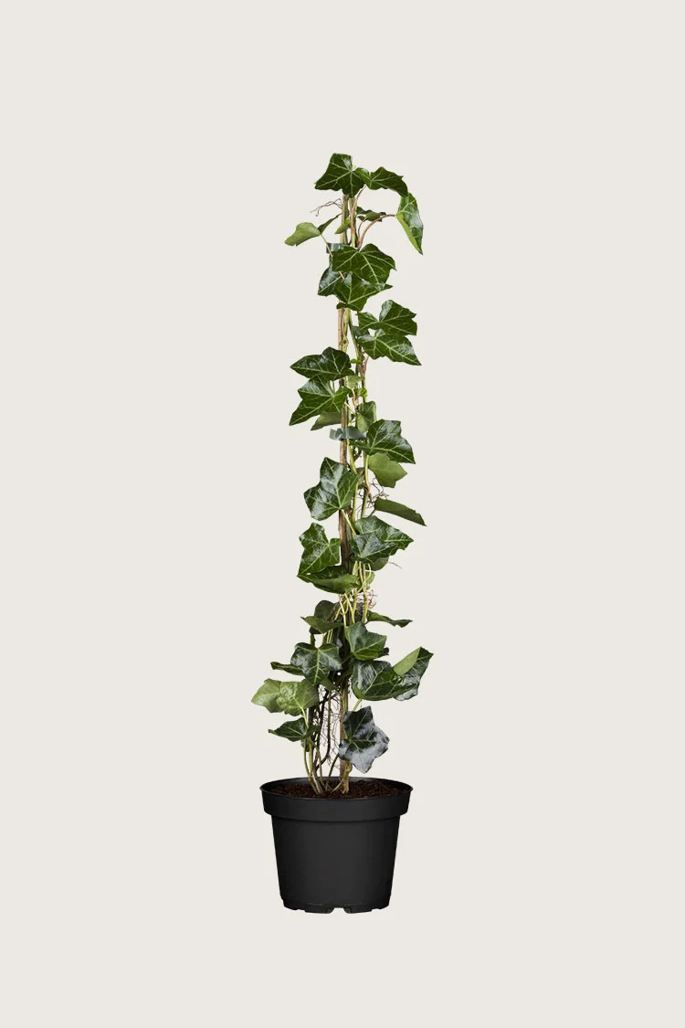 Bergflette 100cm Grenet | Plantinavia