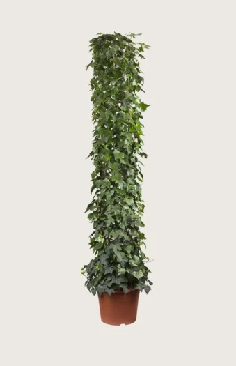 Bergflette 200cm Grenet | Plantinavia