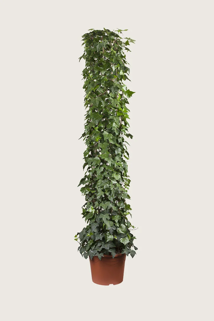 Bergflette 200cm Grenet | Plantinavia