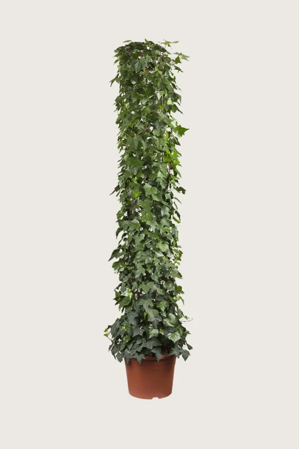 Bergflette 250cm Grenet | Plantinavia