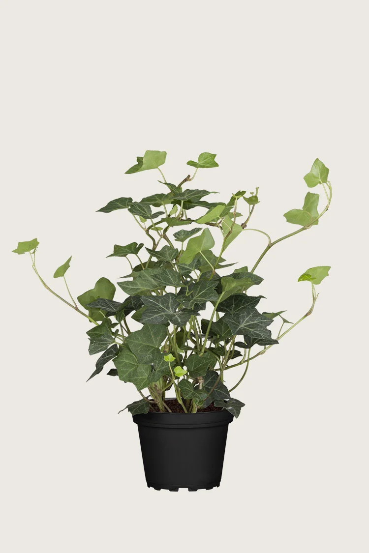 Bergflette 60cm Grenet | Plantinavia