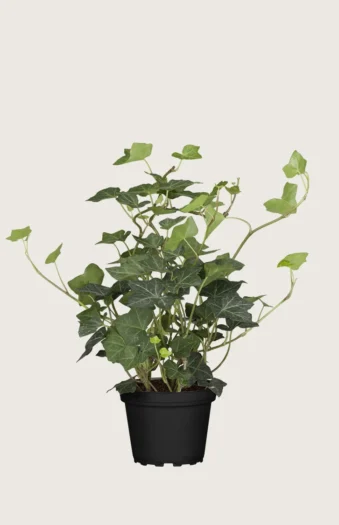 Bergflette 80cm Grenet | Plantinavia