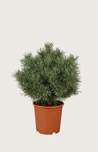 Bergfuru 100cm Velgrenet | Plantinavia