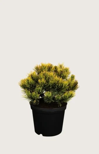 Bergfuru 40cm Velgrenet | Plantinavia