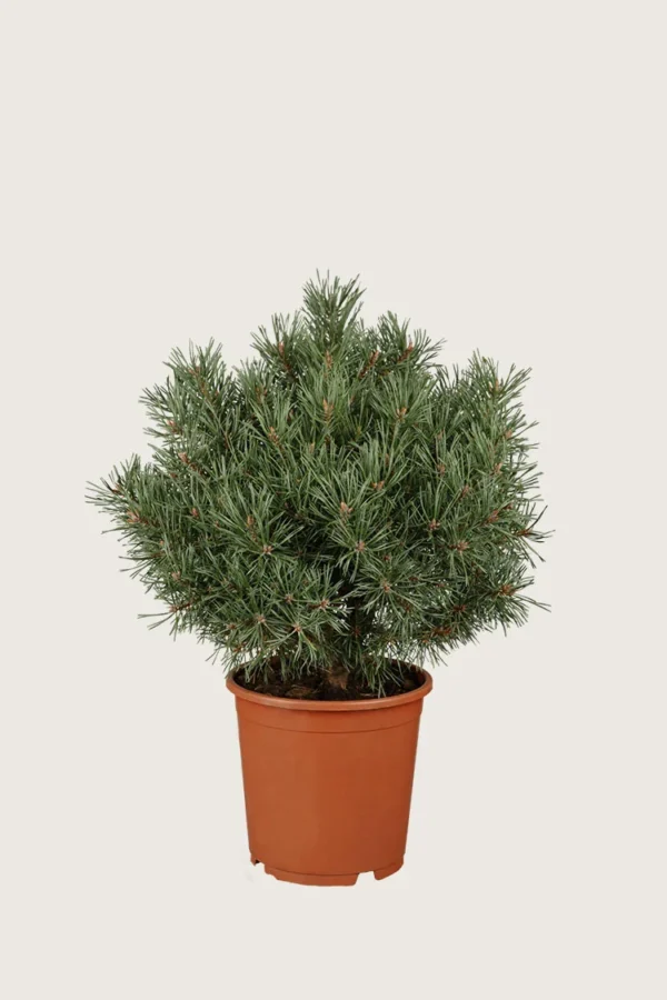 Bergfuru 60cm Velgrenet | Plantinavia
