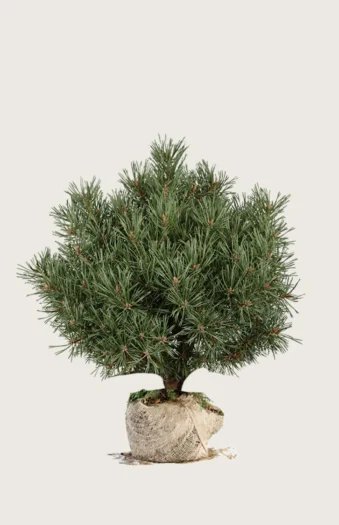 Bergfuru 100cm Velgrenet | Plantinavia