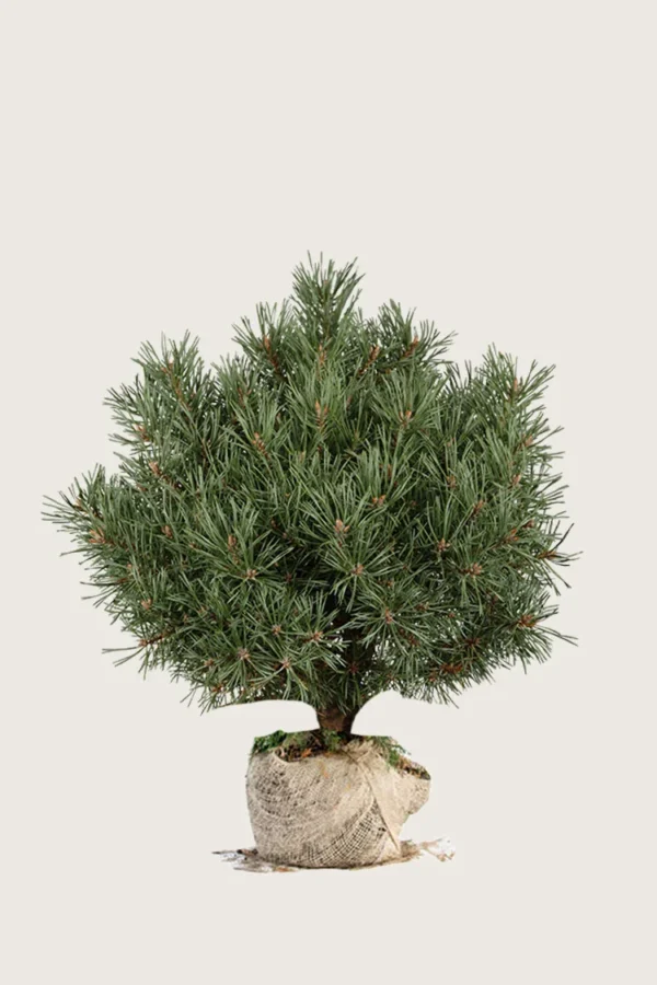 Bergfuru 60cm Velgrenet | Plantinavia