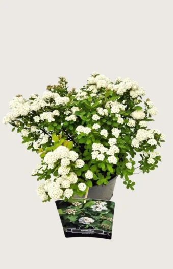 Bjørkebladspiraea 40cm Grenet | Plantinavia