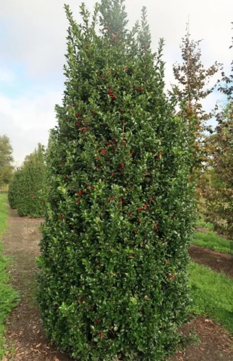 Blå Kristtorn Blue Maid 225cm Velgrenet | Plantinavia