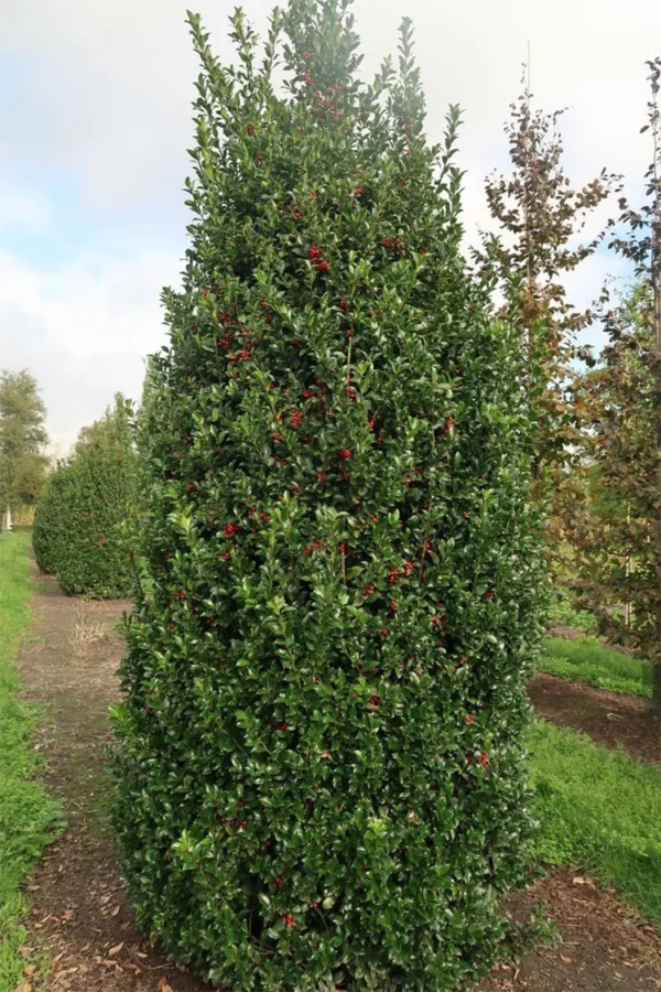 Blå Kristtorn Blue Maid 225cm Velgrenet | Plantinavia