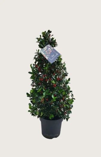 Blå Kristtorn Blue Maid 125cm Grenet | Plantinavia