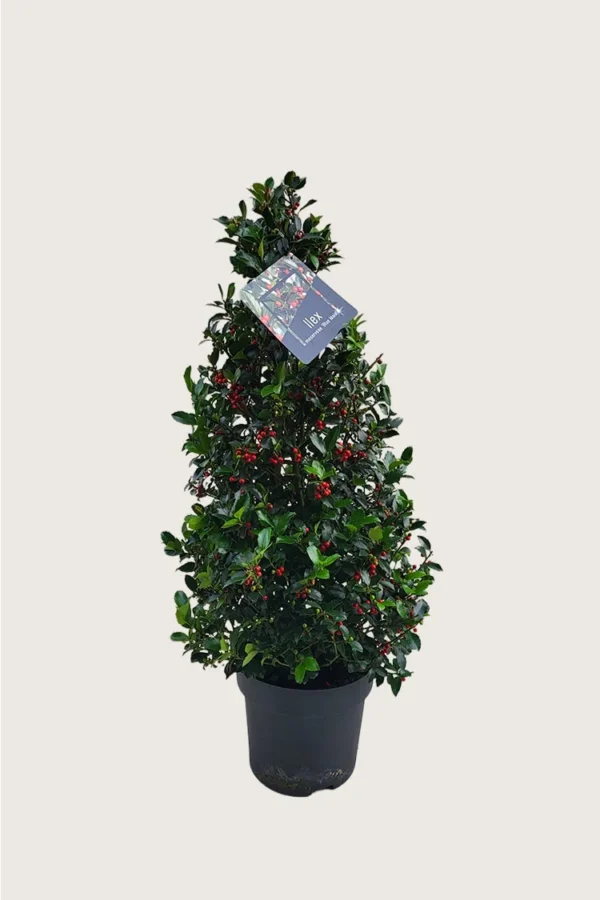 Blå Kristtorn Blue Maid 175cm Grenet | Plantinavia