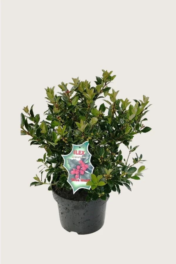 Blå Kristtorn Blue Maid 40cm Grenet | Plantinavia