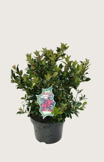 Blå Kristtorn Blue Maid 80cm Grenet | Plantinavia