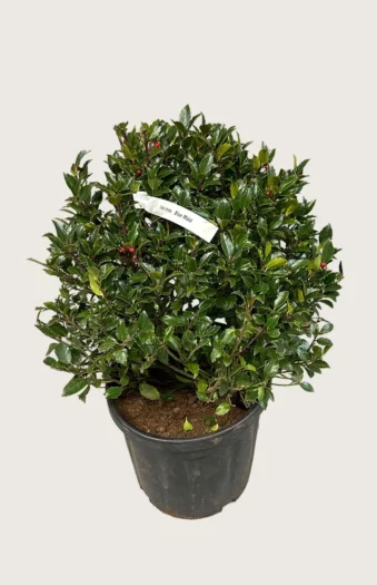 Blå Kristtorn Blue Maid 125cm Velgrenet | Plantinavia