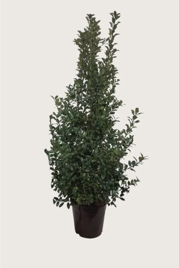 Blå Kristtorn Blue Maid 225cm Velgrenet | Plantinavia