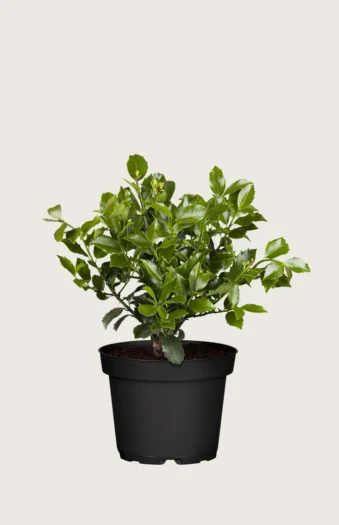 Blå Kristtorn Blue Maid 60cm Velgrenet | Plantinavia