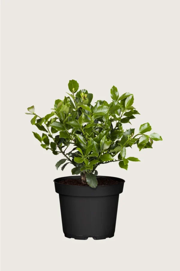 Blå Kristtorn Blue Maid 60cm Velgrenet | Plantinavia