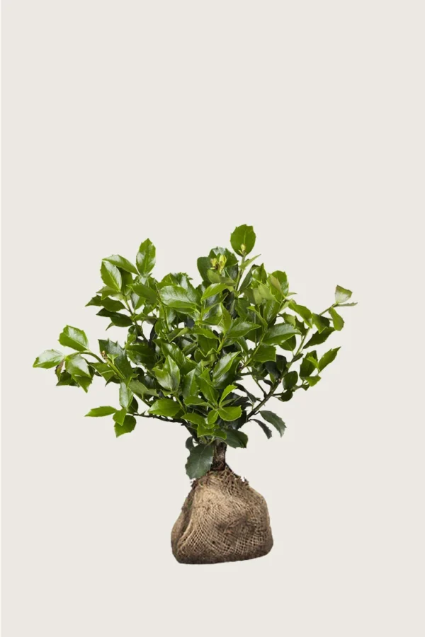 Blå Kristtorn Blue Maid 40cm Velgrenet | Plantinavia