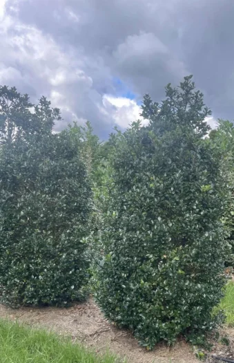 Blå Kristtorn Blue Prince 225cm Velgrenet | Plantinavia