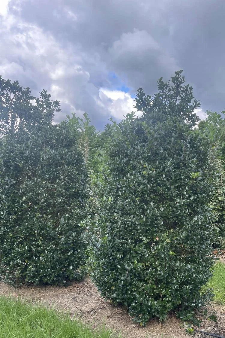 Blå Kristtorn Blue Prince 225cm Velgrenet | Plantinavia