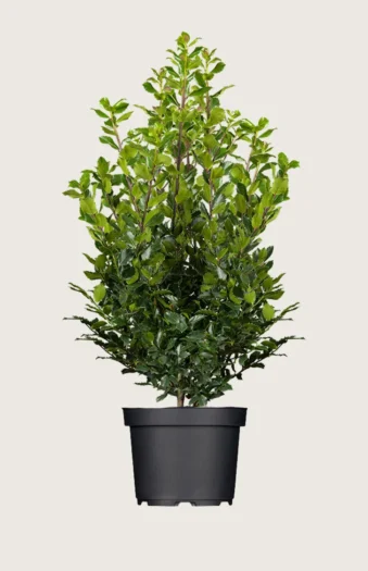 Blå Kristtorn Blue Prince 225cm Velgrenet | Plantinavia