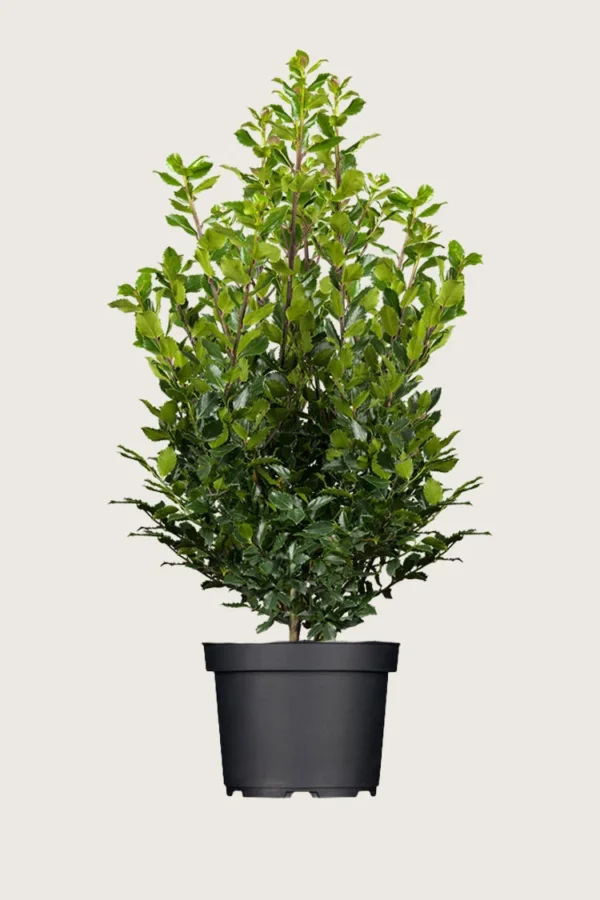 Blå Kristtorn Blue Prince 250cm Velgrenet | Plantinavia