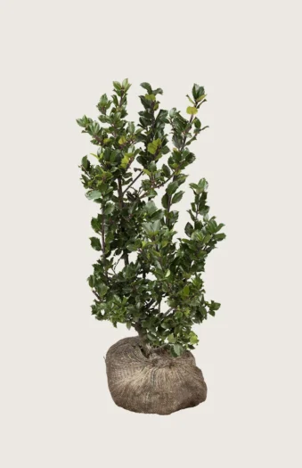 Blå Kristtorn Blue Prince 175cm Grenet | Plantinavia