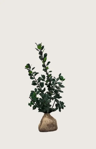 Blå Kristtorn Blue Prince 40cm Outlet | Plantinavia