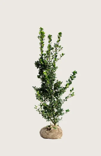 Blå Kristtorn Blue Prince 150cm Velgrenet | Plantinavia