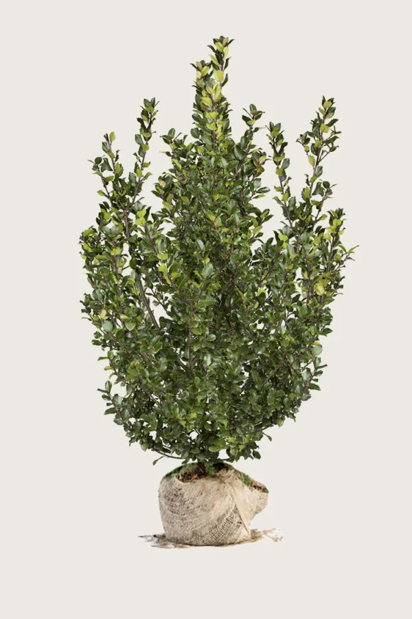 Blå Kristtorn Blue Prince 200cm Velgrenet | Plantinavia