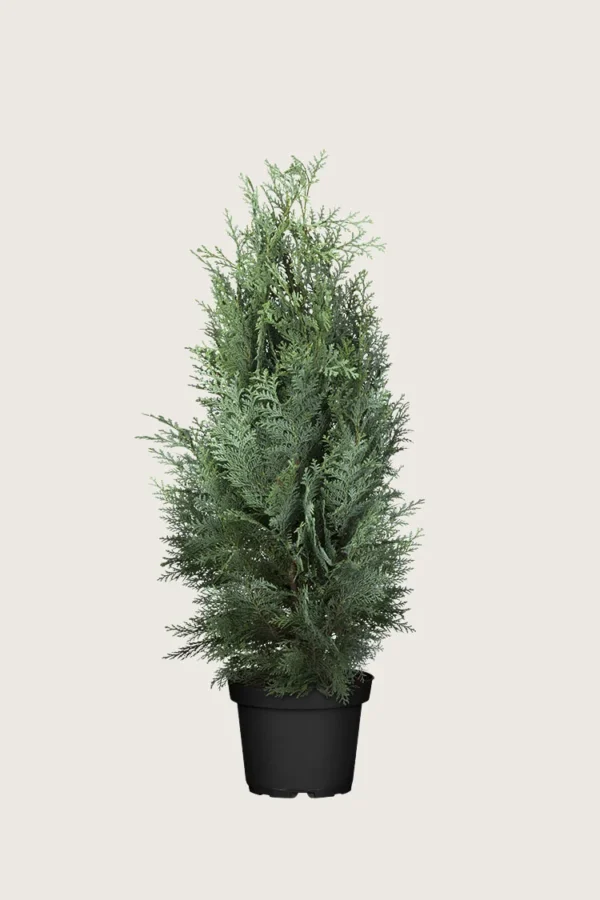 Blå edelcypres 150cm Grenet | Plantinavia