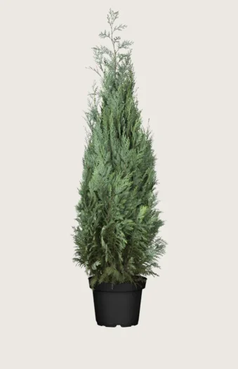 Blå edelcypres 225cm Grenet | Plantinavia