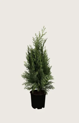 Blå edelcypres 40cm Grenet | Plantinavia
