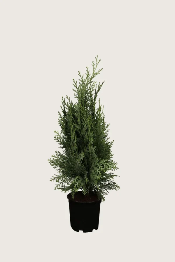 Blå edelcypres 80cm Grenet | Plantinavia