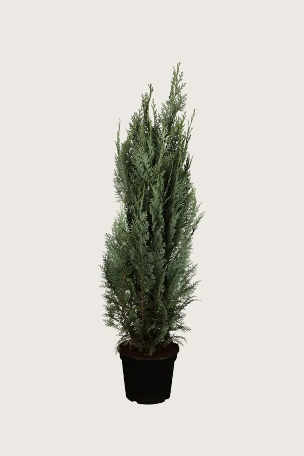 Blå edelcypres 125cm Outlet | Plantinavia