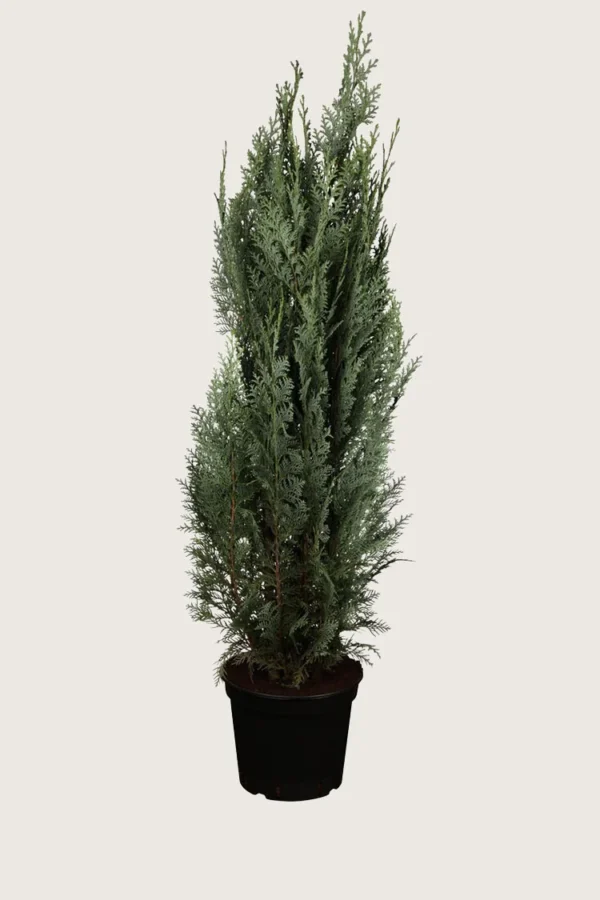 Blå edelcypres 200cm Outlet | Plantinavia