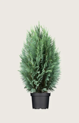 Blå edelcypres 150cm Velgrenet | Plantinavia