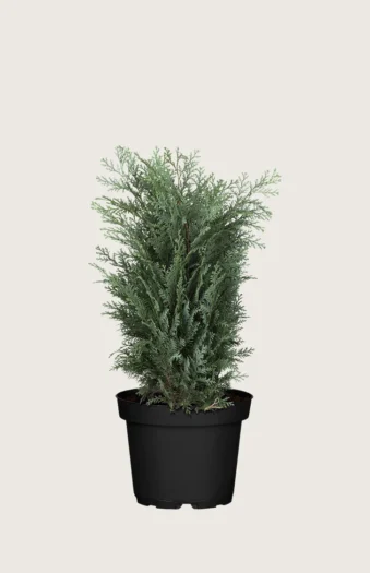 Blå edelcypres 80cm Velgrenet | Plantinavia