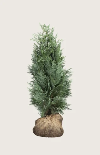 Blå edelcypres 175cm Grenet | Plantinavia