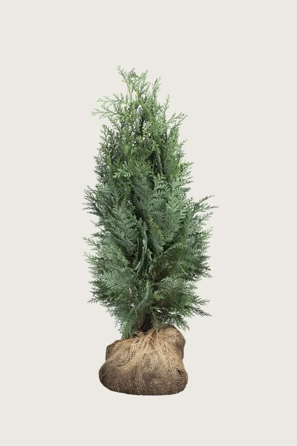 Blå edelcypres 175cm Grenet | Plantinavia