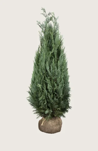 Blå edelcypres 300cm Grenet | Plantinavia