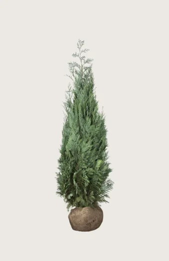 Blå edelcypres 175cm Outlet | Plantinavia