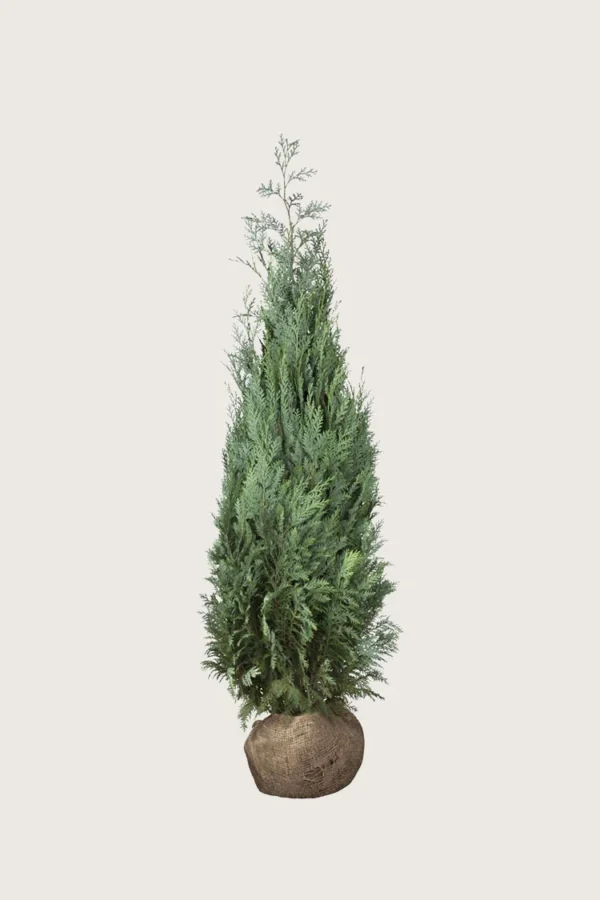 Blå edelcypres 175cm Outlet | Plantinavia