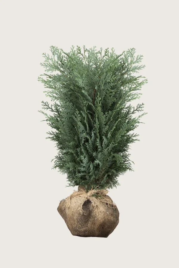 Blå edelcypres 150cm Velgrenet | Plantinavia