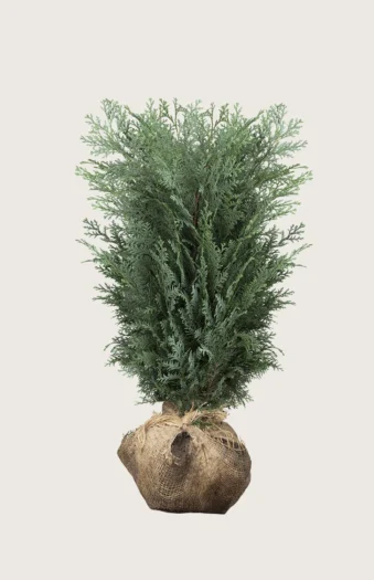 Blå edelcypres 175cm Velgrenet | Plantinavia