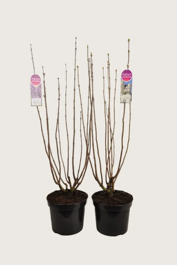 Blandet Syrin 100cm Grenet | Plantinavia